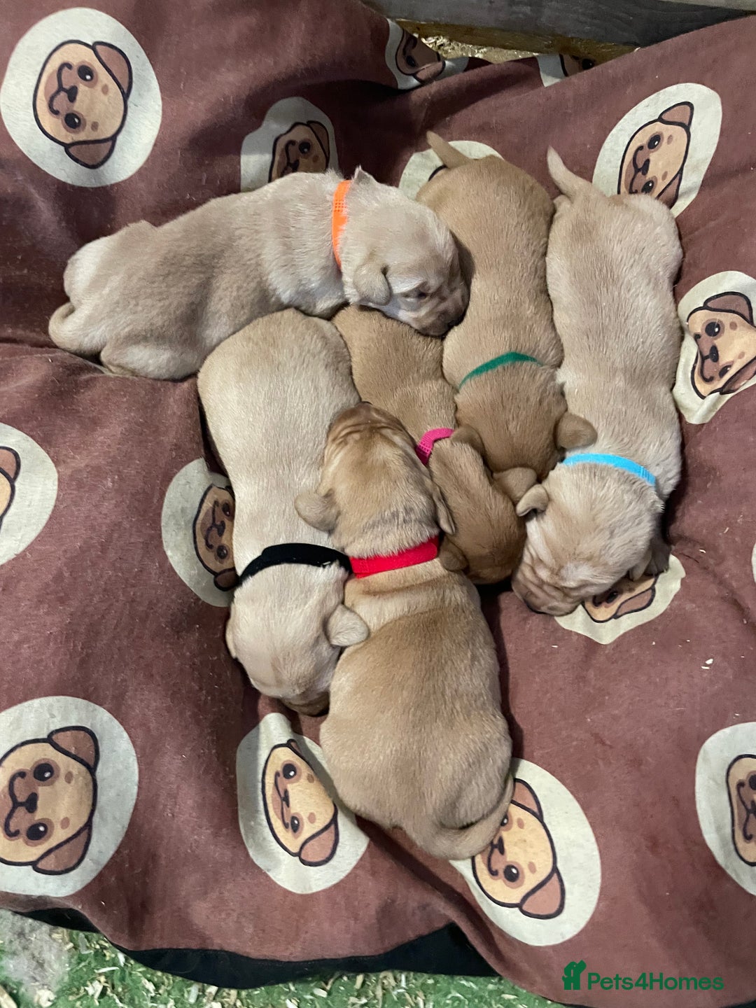 Labrador Retriever dogs for sale: KC Labrador pups ready 5th Jan 26 - Advert 5