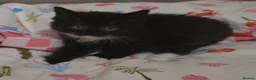 Mixed Breed cats for sale: Adorable Fluffy kittens  - Advert 18