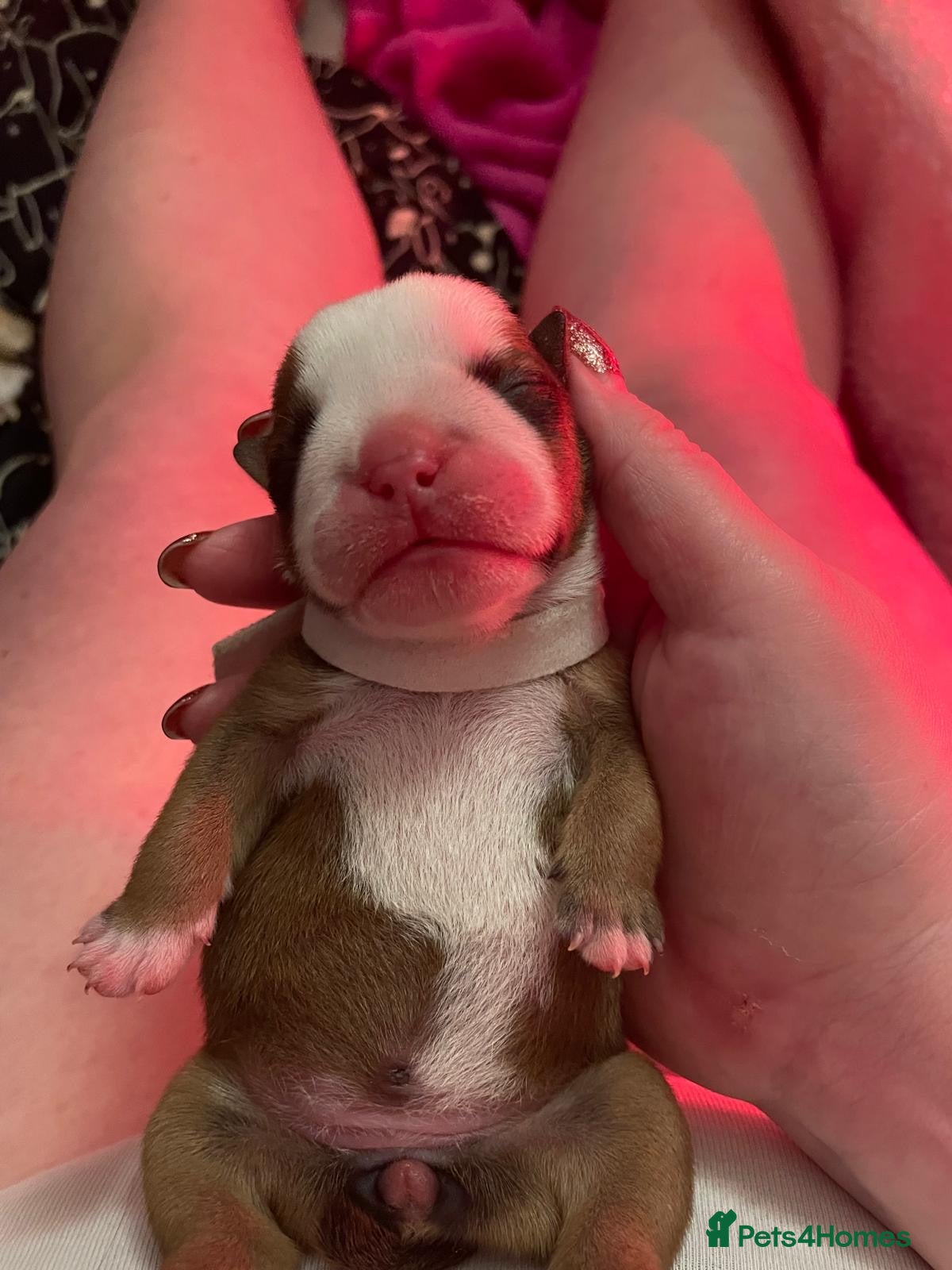 English Bulldog dogs Ms Osbourne  - Advert 2