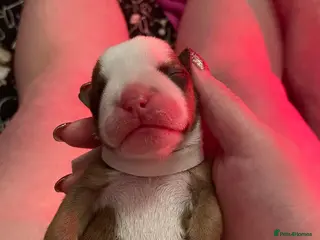 English Bulldog dogs Ms Osbourne - Advert 2