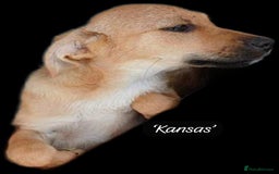 Mixed Breed dogs for adoption: Kansas, 6 mnths approx. Reserved STC   - Image 2