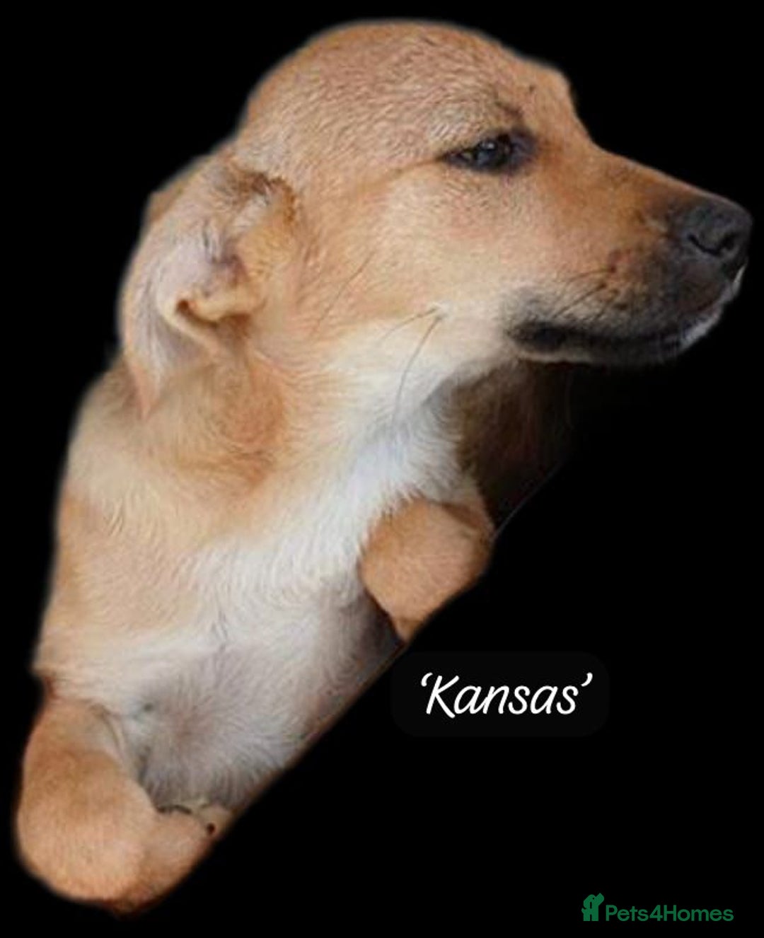 Mixed Breed dogs for adoption: Kansas, 6 mnths approx. Reserved STC   - Image 2
