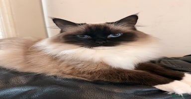 Ragdoll cats 🩷TICA REG ACTIVE BREEDING / SHOW QUEEN AVAILABLE - Advert 15