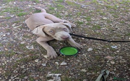 Cane Corso dogs for sale: Cane corso female  - Image 1