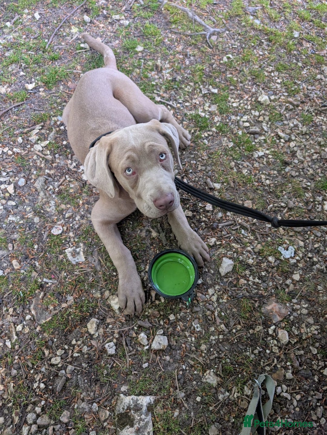 Cane Corso dogs for sale: Cane corso female  - Image 1
