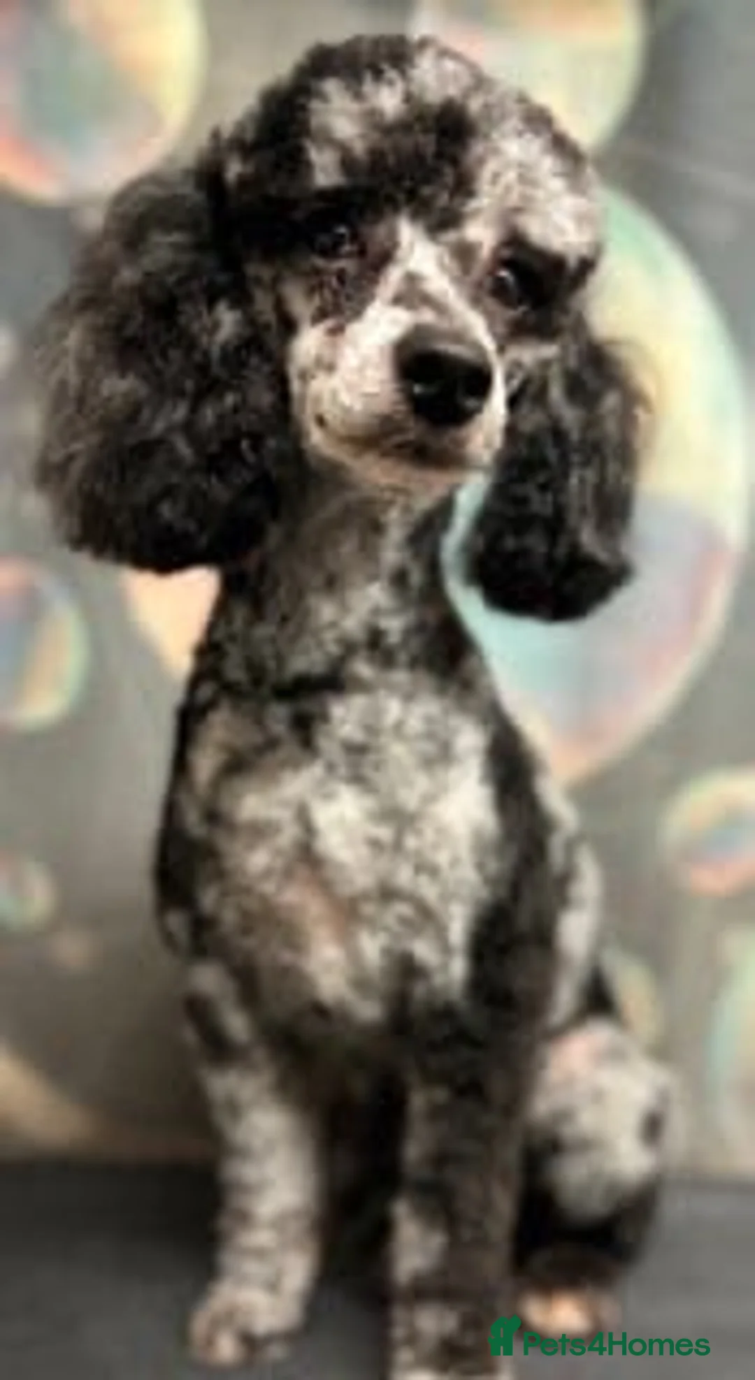 Miniature Poodle dogs for stud: beautiful blue merle miniature poodle in Swanley - Advert 7