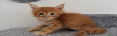 Maine Coon 3