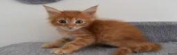 Maine Coon cats for sale: Majestic fluffballs FOR SALE - Advert 4