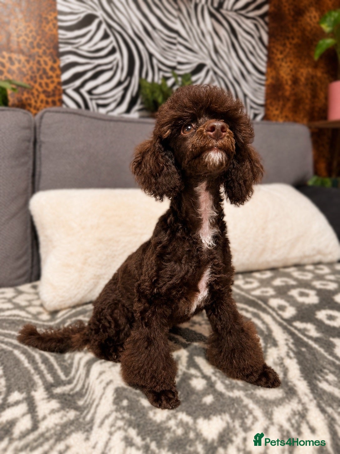 Miniature Poodle dogs Cuddly Miniature Poodle Puppy (REDUCED) - Advert 1