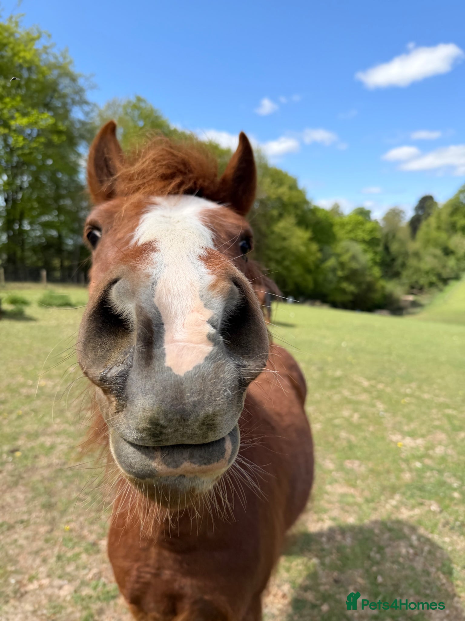 Welsh Section A horses Brave, cheeky little mare.  - Advert 5