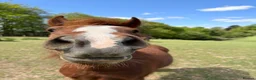 Welsh Section A horses for sale: Brave, cheeky little mare.  - Advert 1