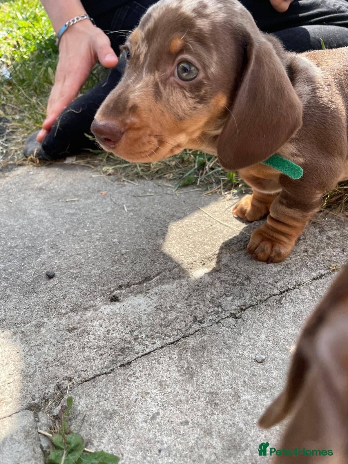 Miniature Dachshund dogs * 2 LEFT* READY TODAY 4 mini dachshund READY  - Advert 16