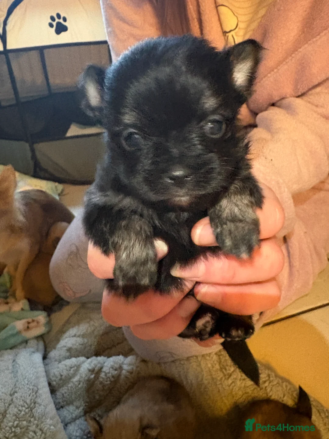 Pomchi dogs for sale: 4 Beautiful pomchis 🐶🐾 - Advert 7