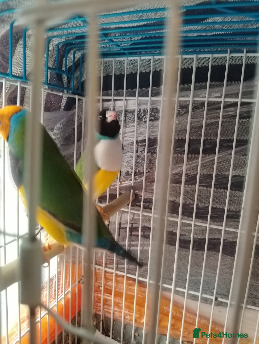 Finches birds for sale: Gouldian finches and parrotlet for sale  - Advert 4