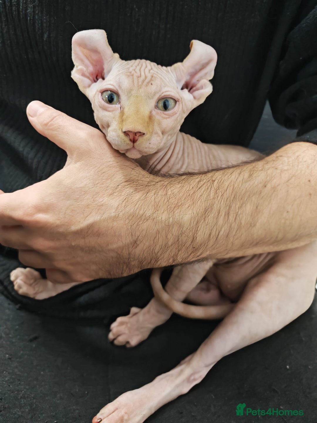 Sphynx cats for sale: 2 Ginger Unique Elf Boys left! READY NOW - Advert 17