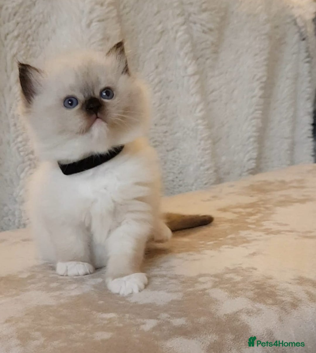 Ragdoll cats for sale: Exceptional Bloodlines Ragdoll kittens  - Advert 2