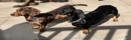 Miniature Dachshund dogs for sale: Miniature dachshund puppies  in Stoke-on-Trent - Advert 12