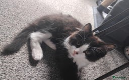 Mixed Breed cats for sale: 2 male cats for sale  - Image 1