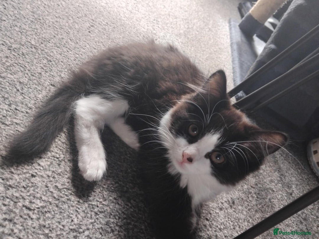 Mixed Breed cats for sale: 2 male cats for sale  - Image 1