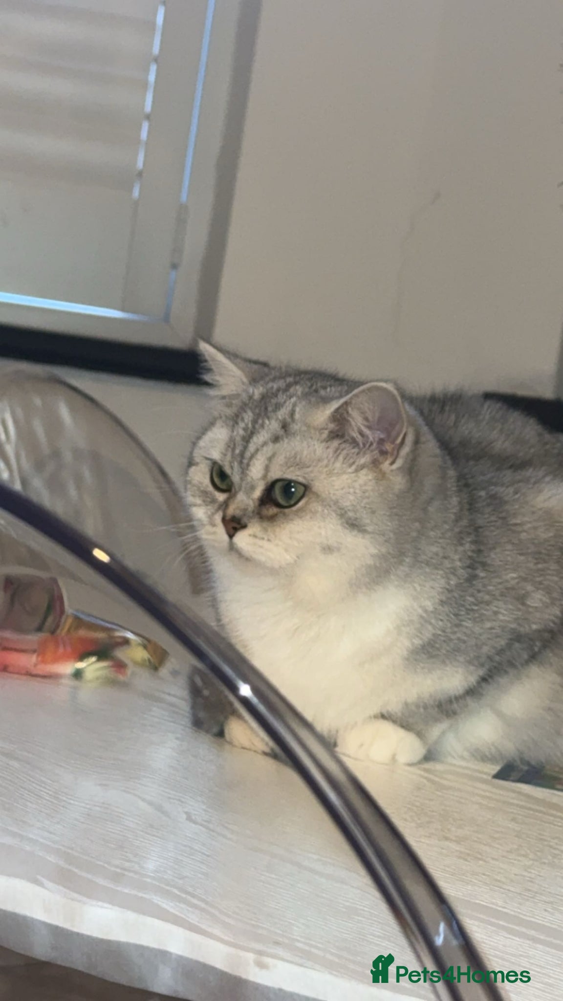 British Longhair cats 2 sisters cats  - Advert 4