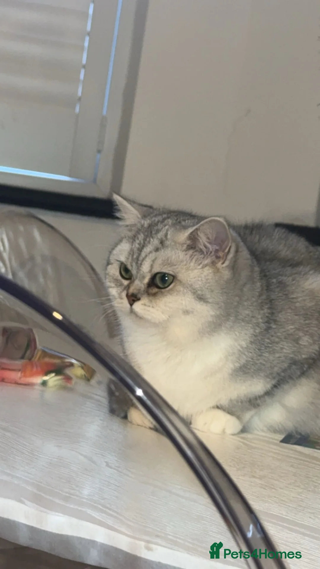 British Longhair cats for sale: 2 sisters cats  - Advert 1