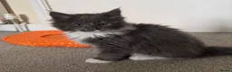 Mixed Breed cats for sale: Ragcoon Kitten - Advert 6