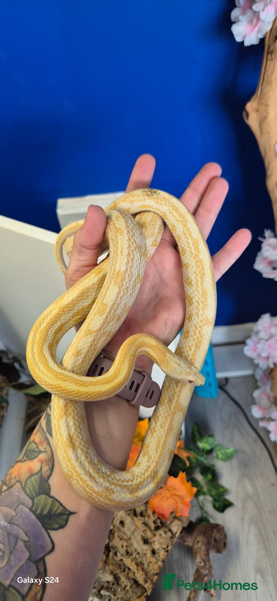 Corn Snake reptiles Baby corn snakes for sale ready from 6th September - Advert 2