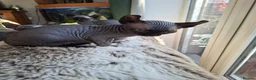 Sphynx cats for sale: Sphynx kittens READY NOW - Advert 2