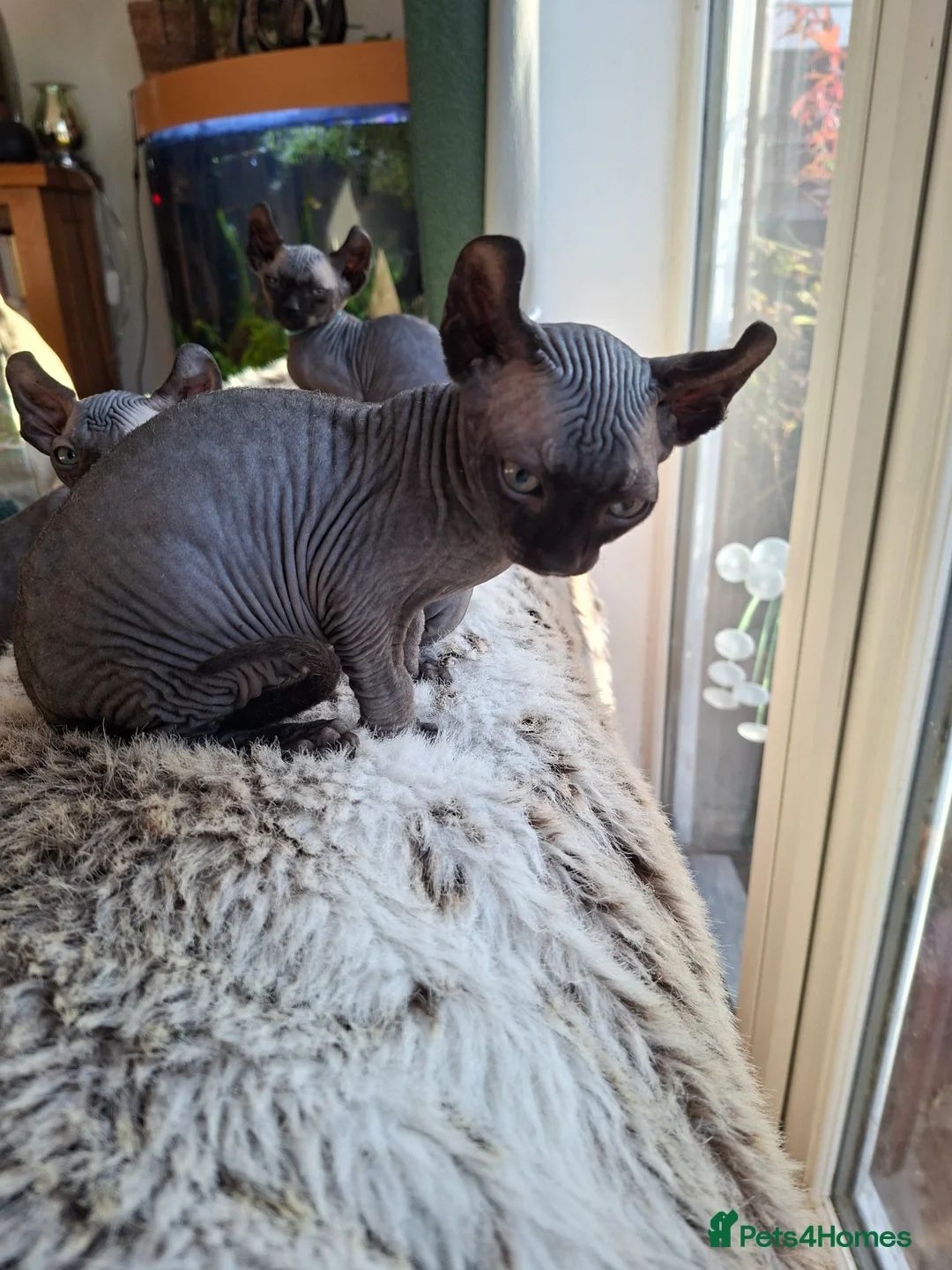 Sphynx cats for sale: Sphynx kittens READY NOW - Advert 2