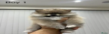 Pomeranian Puppy 1