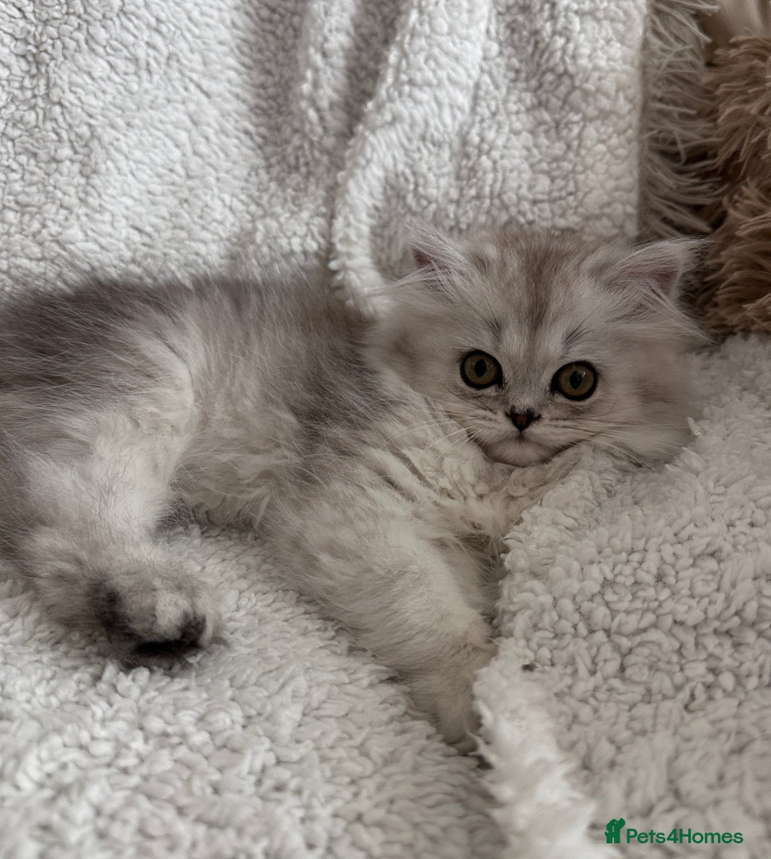 Persian cats for stud: Proven Persian Stud Shelby 💙 - Image 17