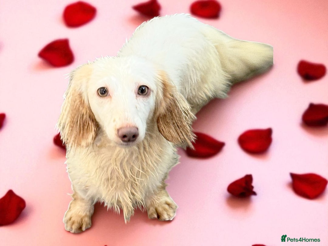 Miniature Dachshund dogs for stud: ✨ Stunning Isabella  piebald, wrapped in cream ✨ - Image 7