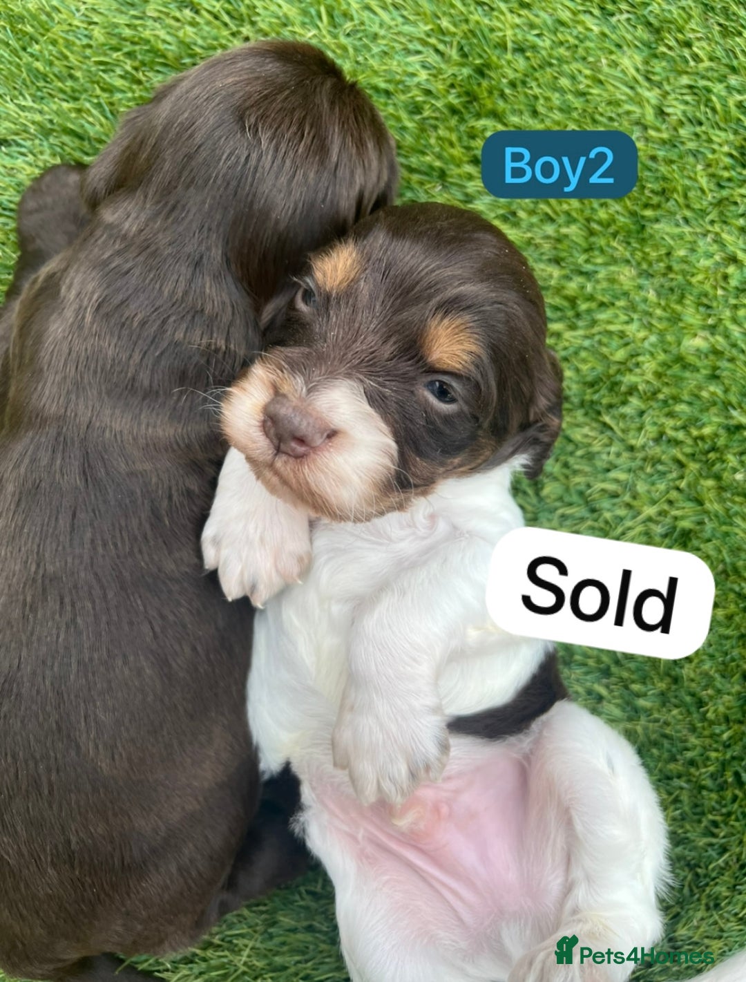 Cockapoo dogs for sale: F1B puppies - Image 8
