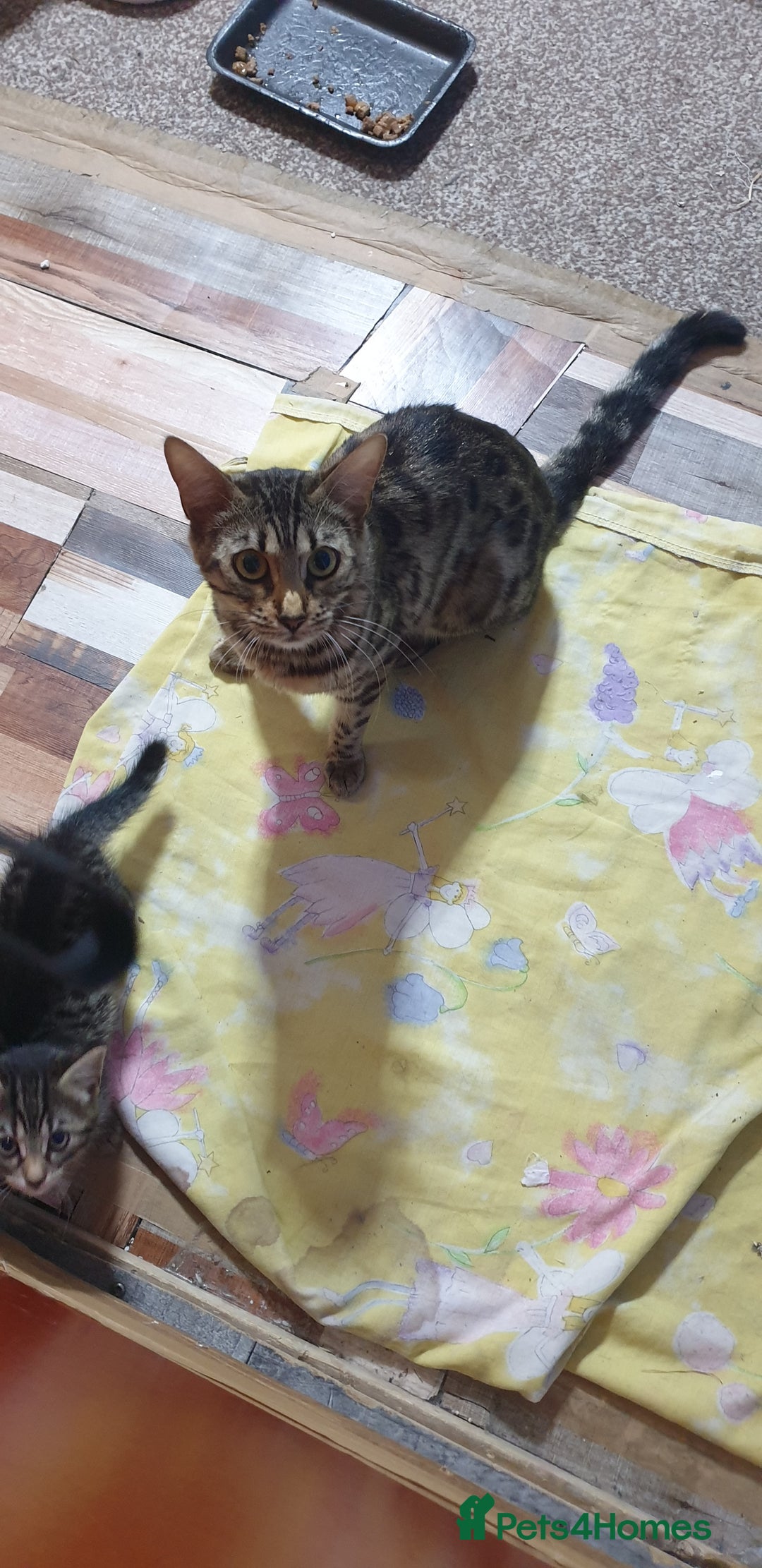 Bengal cats for sale: Bengal spotted leopard kittens 2 left now  - Image 2