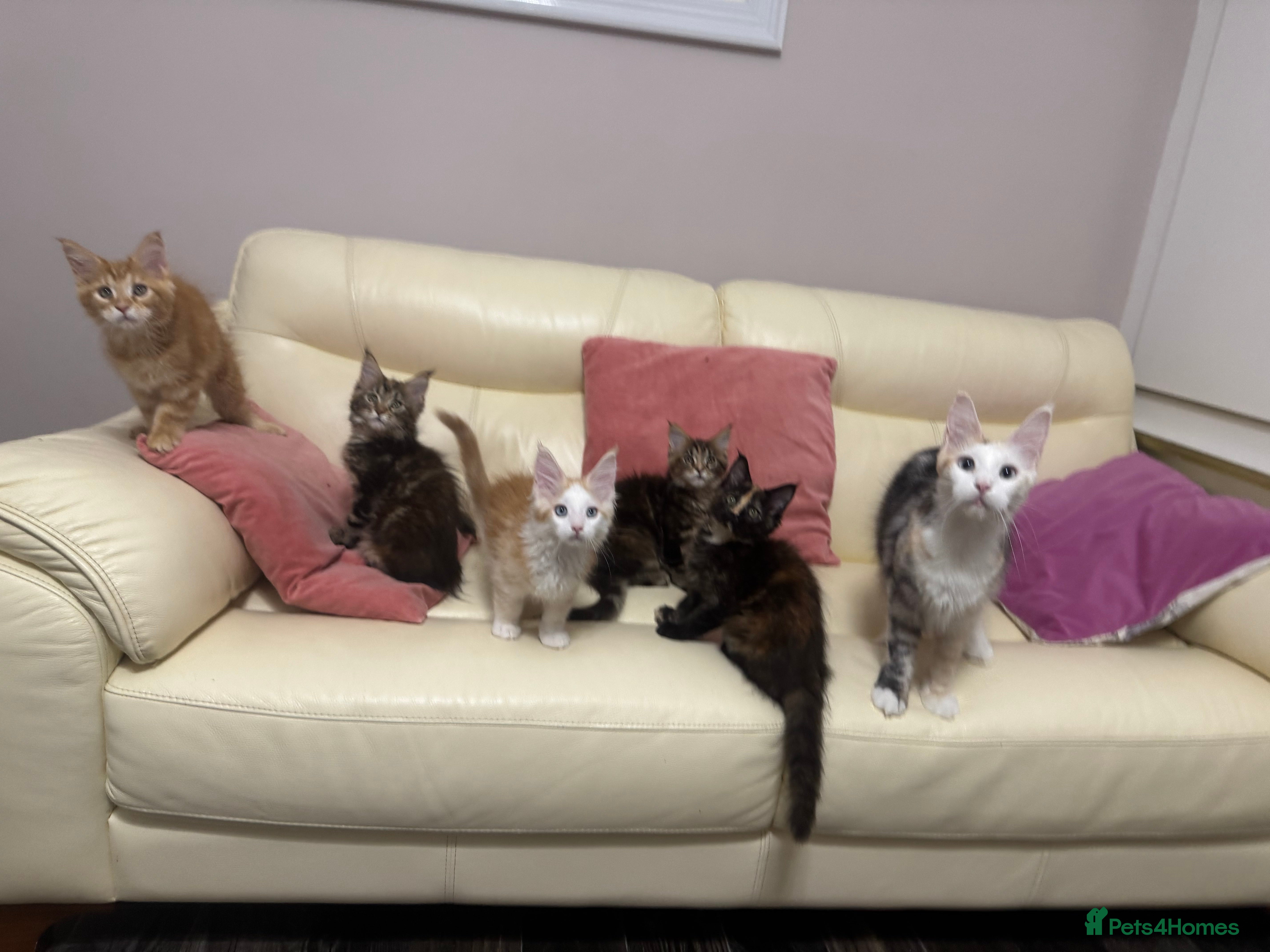 Maine Coon cats Maine Coon Kittens 🏆 20+ gen 🧬 Full Pedigree - Advert 1
