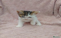Mixed Breed cats for sale: 3 adorable mixed kittens - Image 2