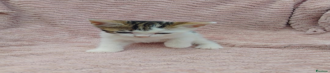 Mixed Breed Kitten 1