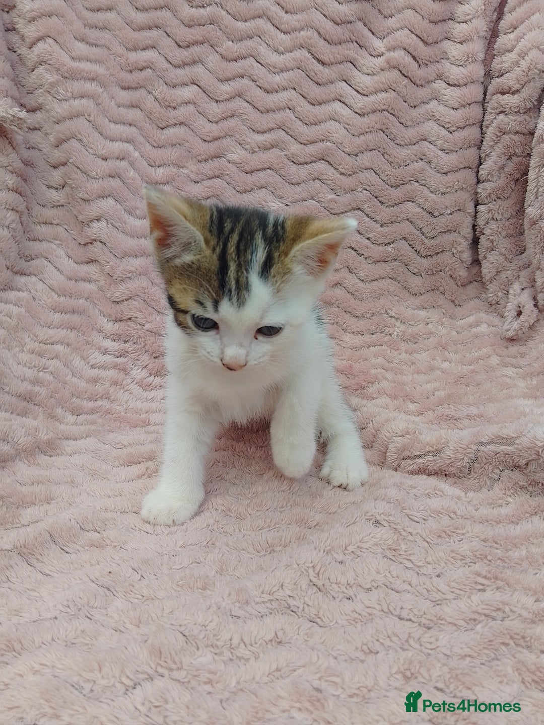 Mixed Breed cats for sale: 3 adorable mixed kittens - Image 2