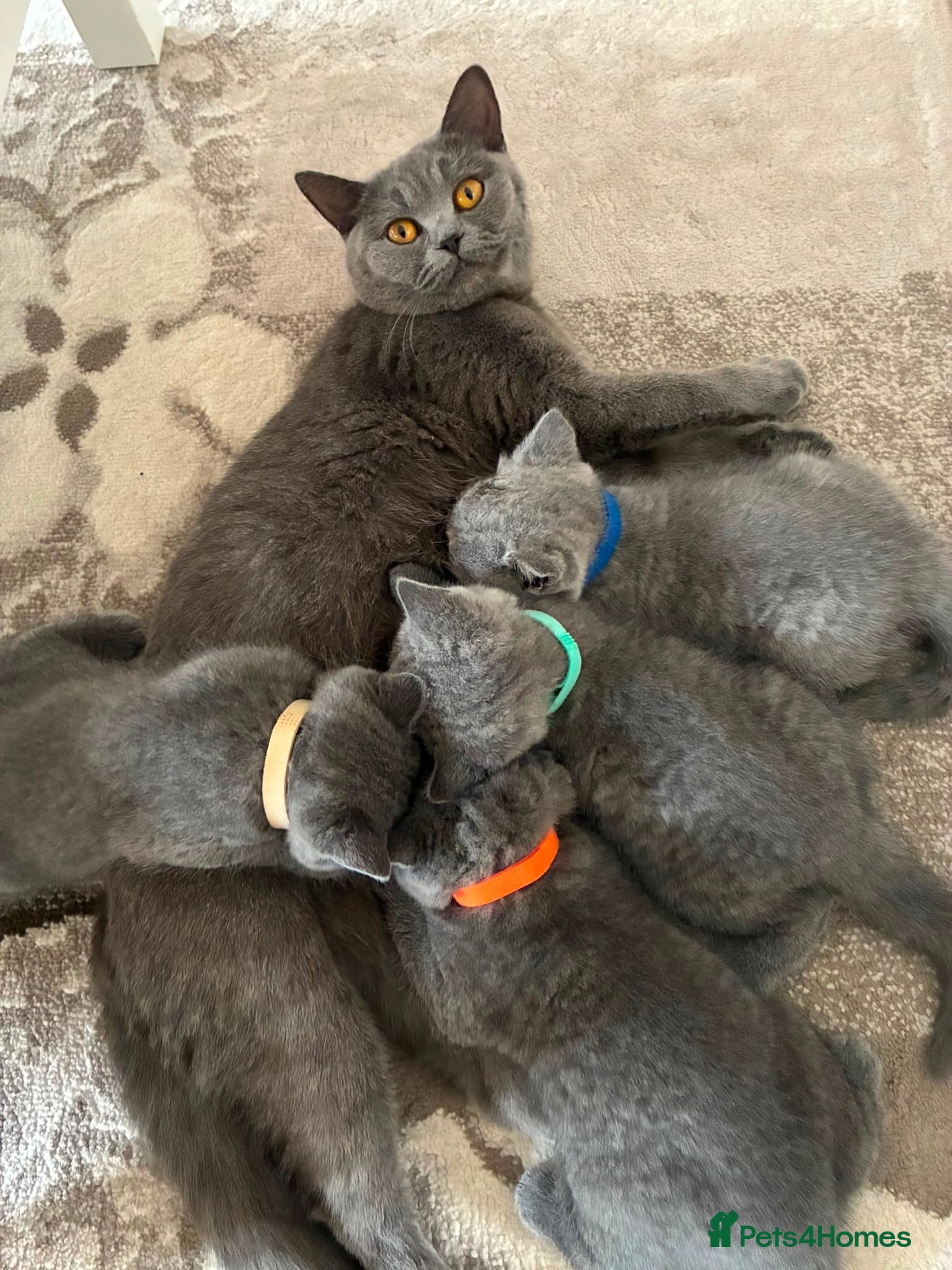 British Shorthair cats Blue British Shorthair Kittens  3 Girls 1 Boy - Advert 9