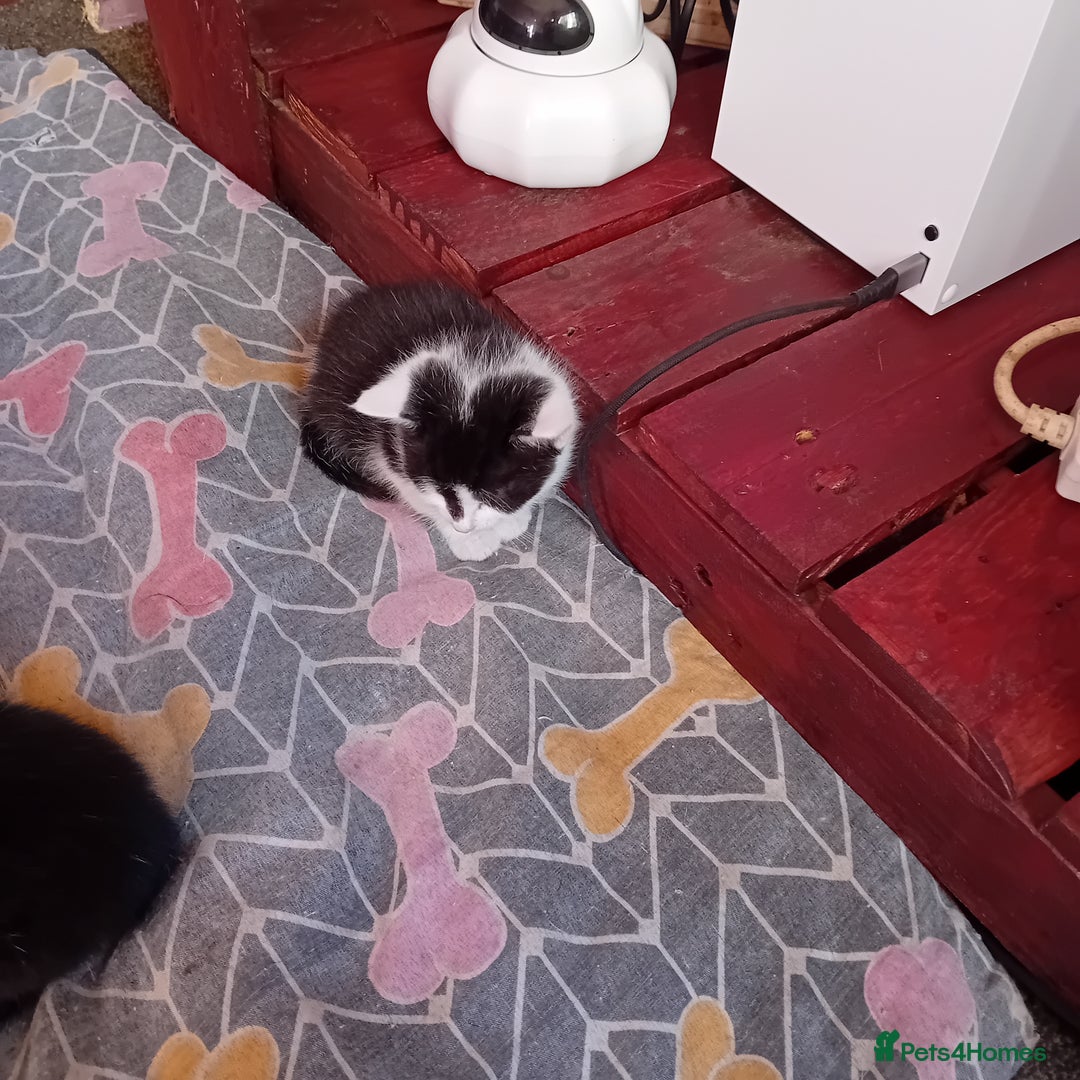 Mixed Breed cats for sale: Male and female kittens for sale  - Image 7