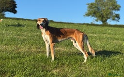 Saluki dogs for sale: 2 year old kc saluki male  - Image 9
