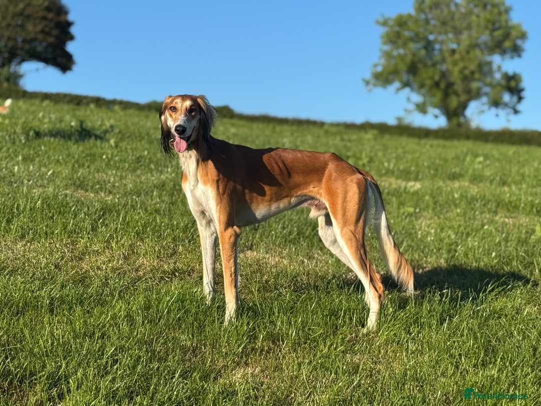Saluki dogs for sale: 2 year old kc saluki male  - Image 9