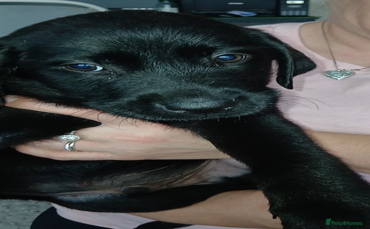 Labrador Retriever dogs - Advert 6