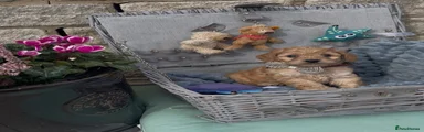 Cockapoo 1