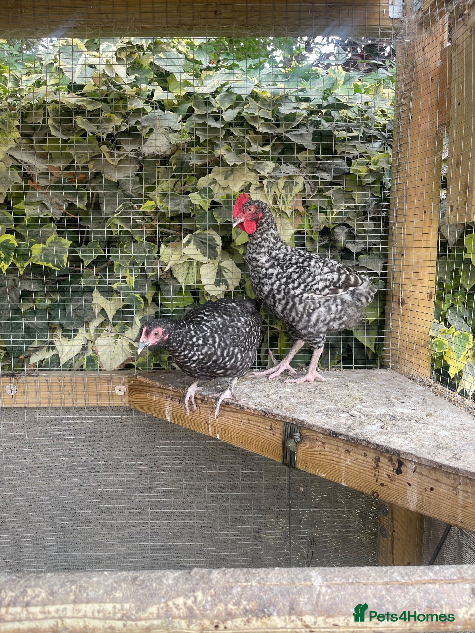 Chickens poultry Cuckoo maran bantams - Advert 1