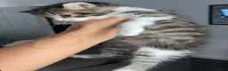 Mixed Breed cats for sale: 4 kittens for sale ready now  - Advert 17
