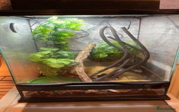 Gecko reptiles for sale: Crested gecko with enclosure  - Image 5