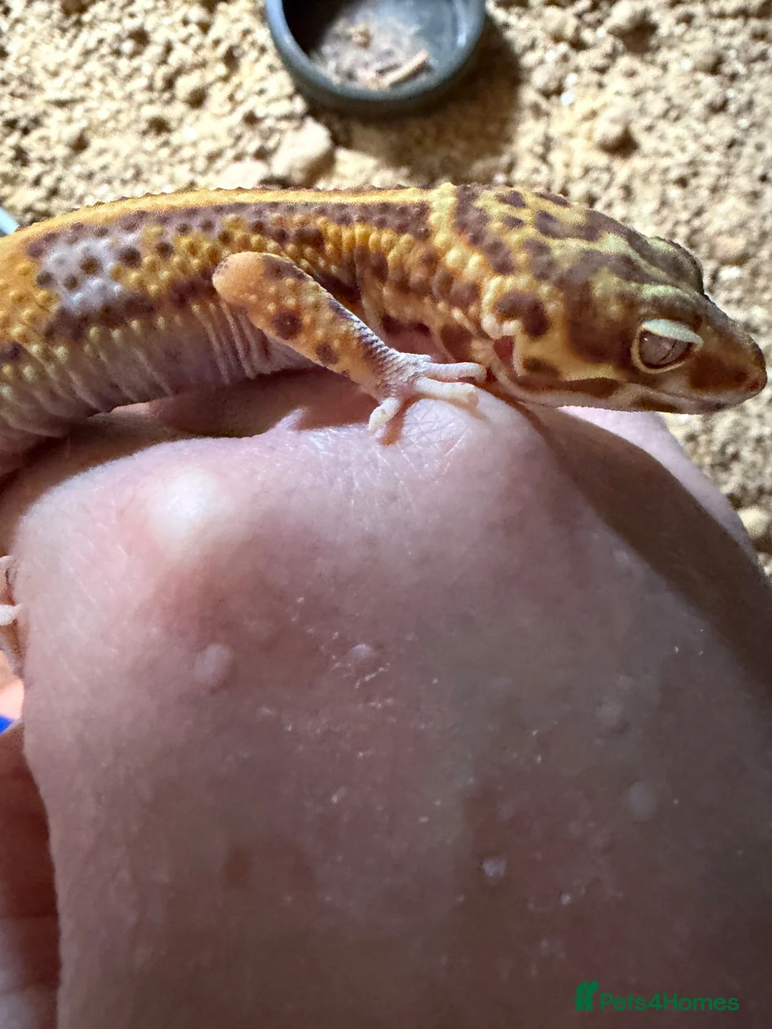 Gecko reptiles for sale: Jungle bell albino gecko in Braintree - Advert 5