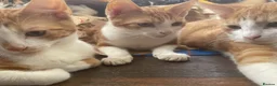 Mixed Breed cats for sale: 4 kittens in need of a loving family - Advert 15