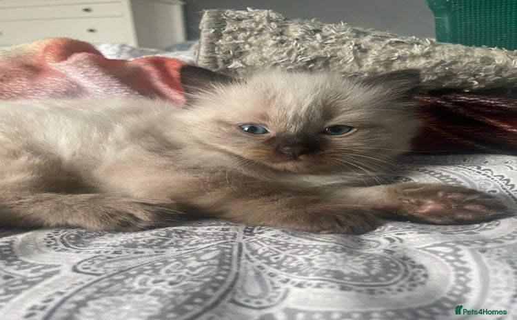 Ragdoll cats - Advert 1